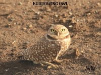 burrowing owl